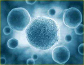 細胞株生產(chǎn)廠家 批發(fā)商